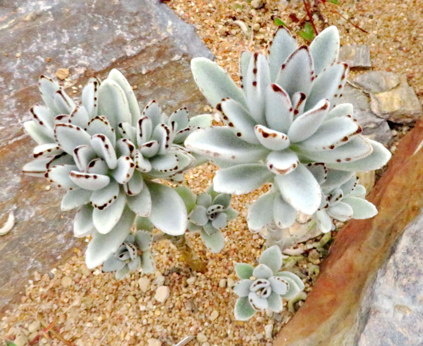 Plantă suculentă Urechi de iepure / Panda Plant ( Kalanchoe tomentosa)