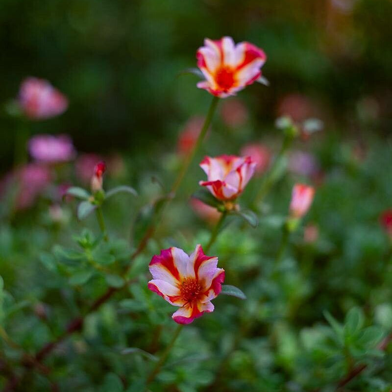 Floarea soarelui de piatră / Flori de piatră / Ghețișoară perenă (Portulaca umbraticola)