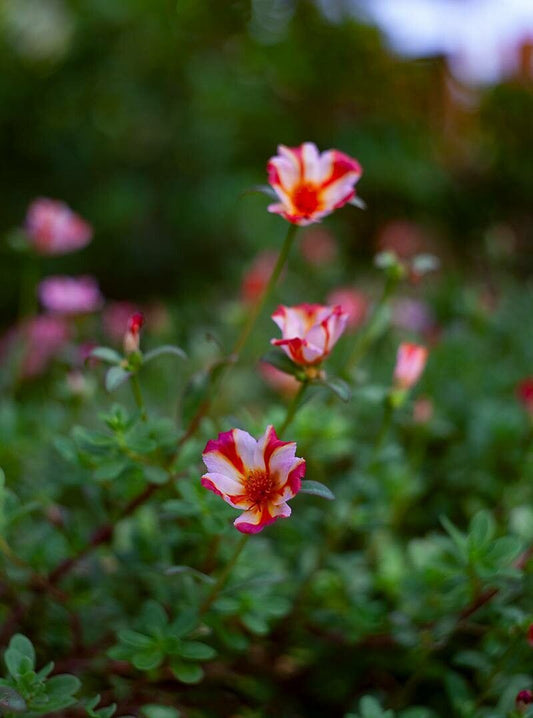 Floarea soarelui de piatră / Flori de piatră / Ghețișoară perenă (Portulaca umbraticola)