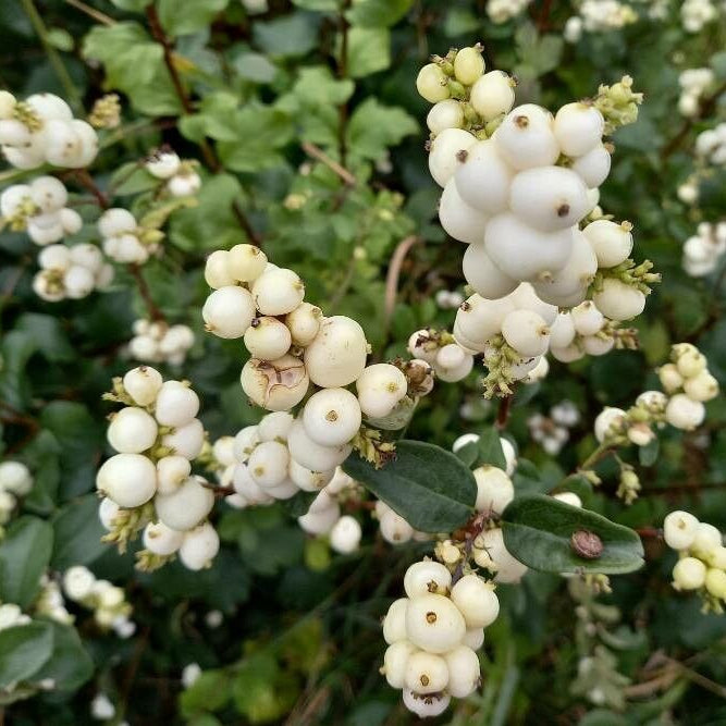 Urmuzul alb (Symphoricarpos albus)