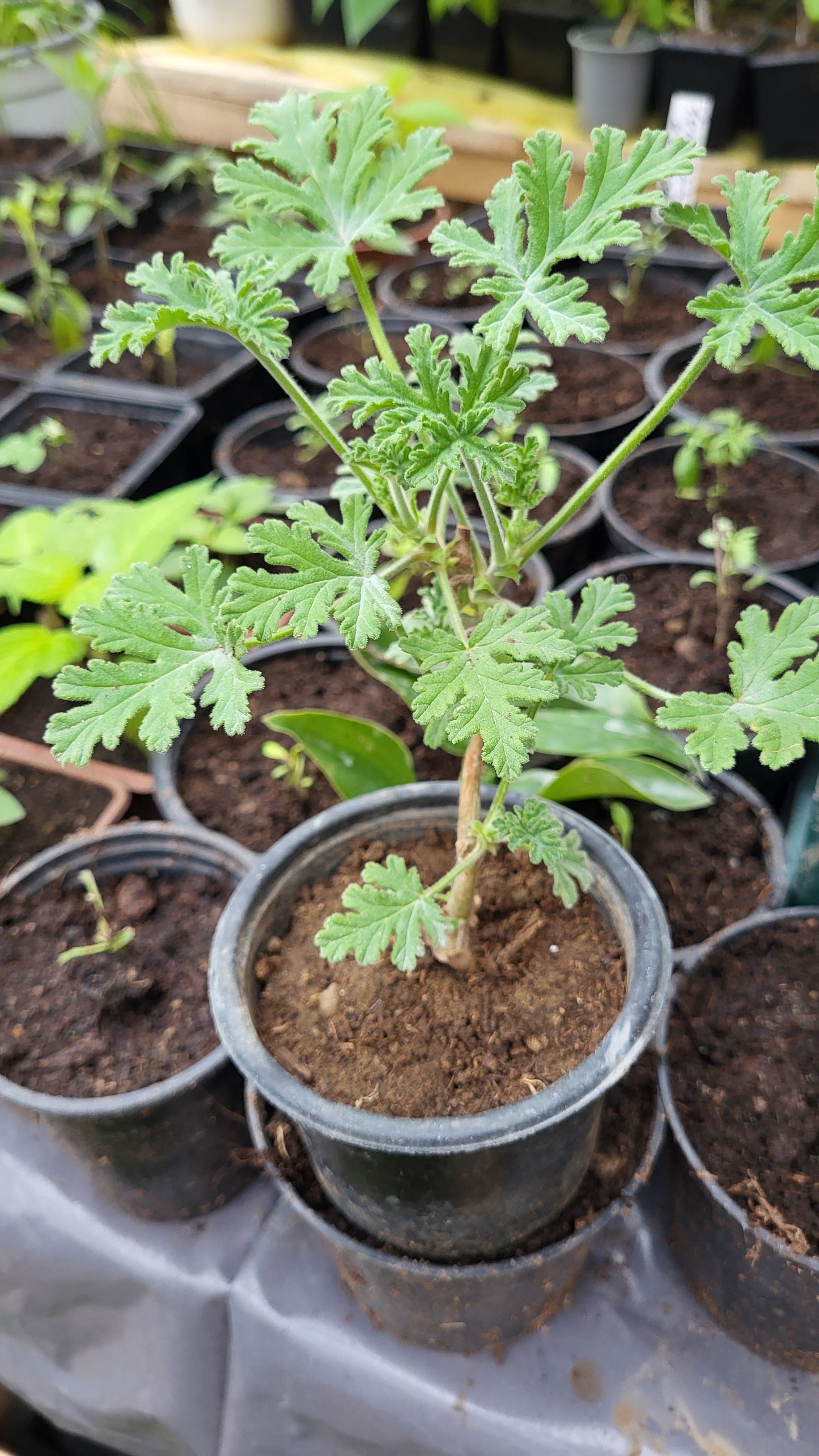 Indrușaim / Mușcata de lămâie (Pelargonium graveolens)