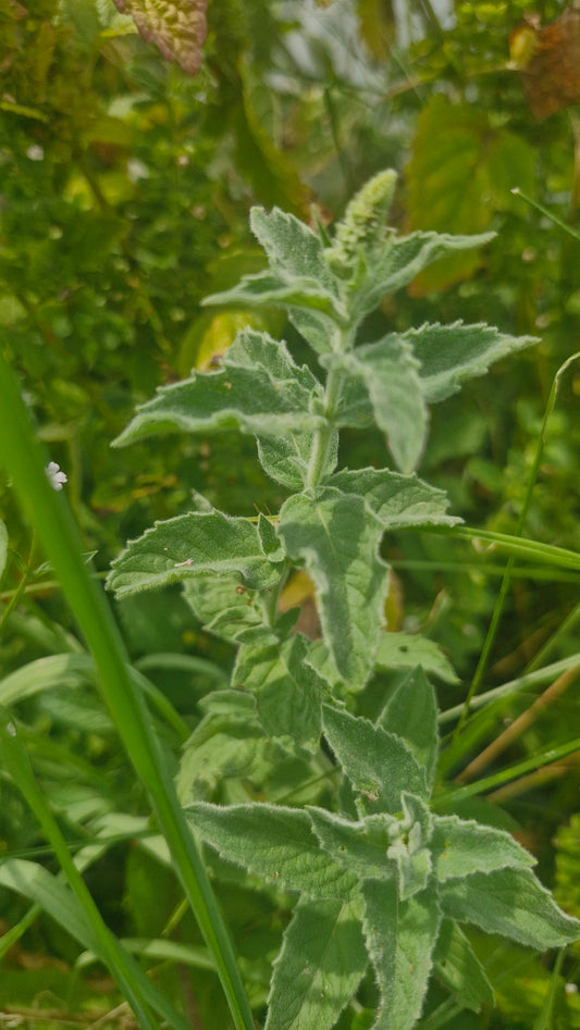 Menta / izma sălbatică (Mentha longifolia)
