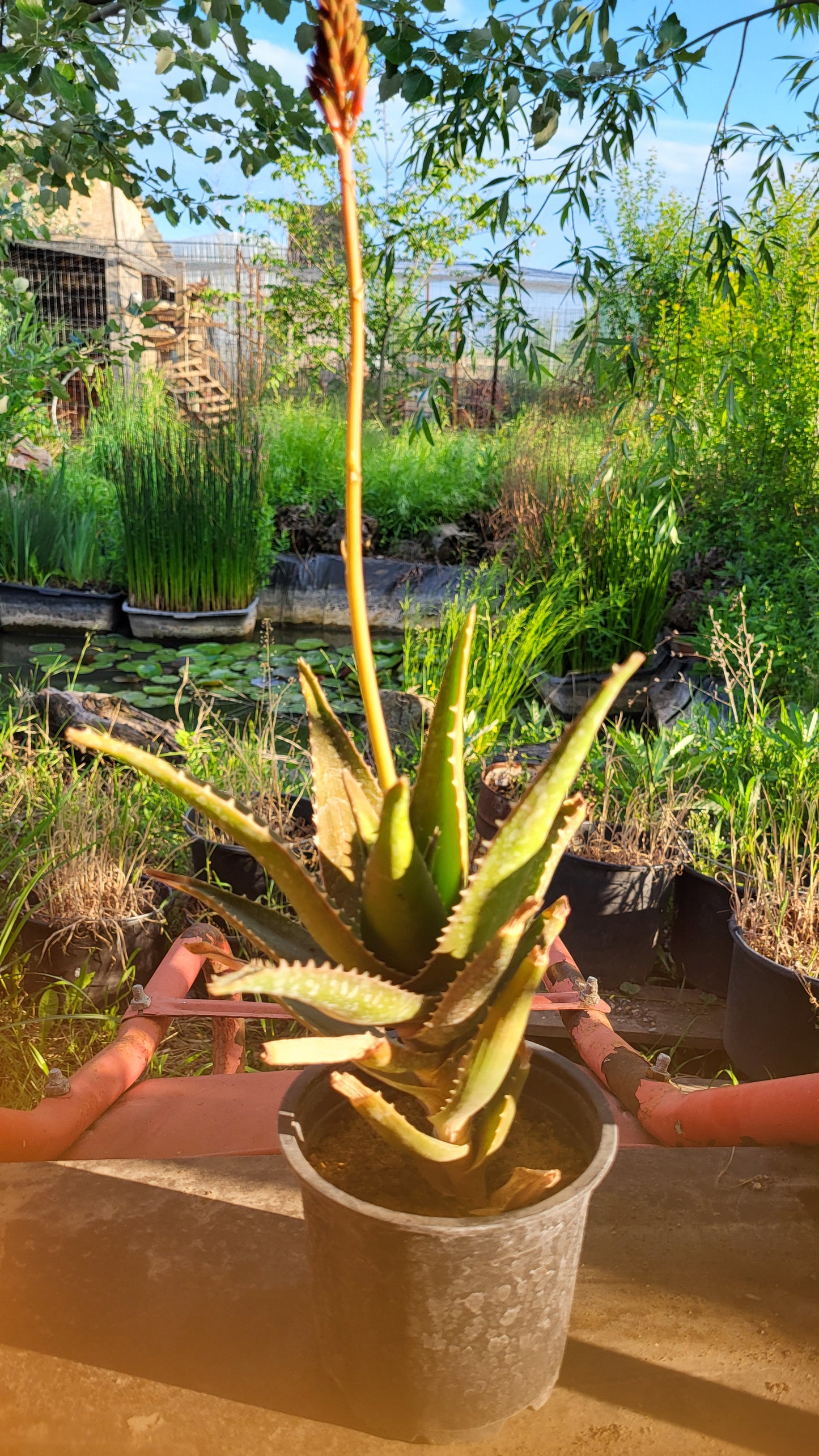 Aloe × nobilis