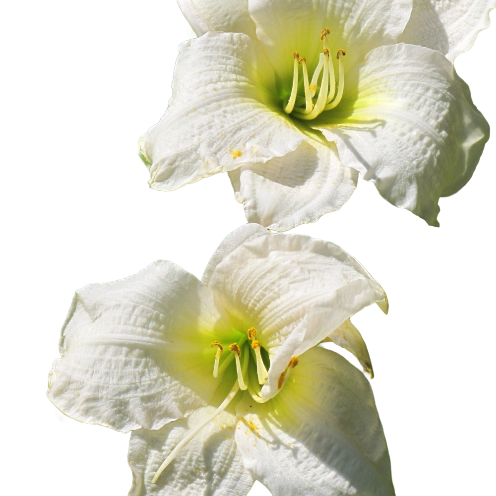Crini de o zi Green Shepard (Hemerocallis x cultorum)