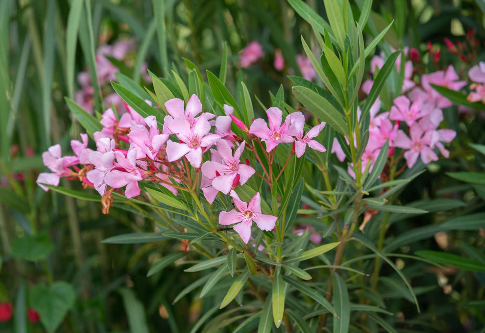 Leandru cu flori roz (Nerium oleander)
