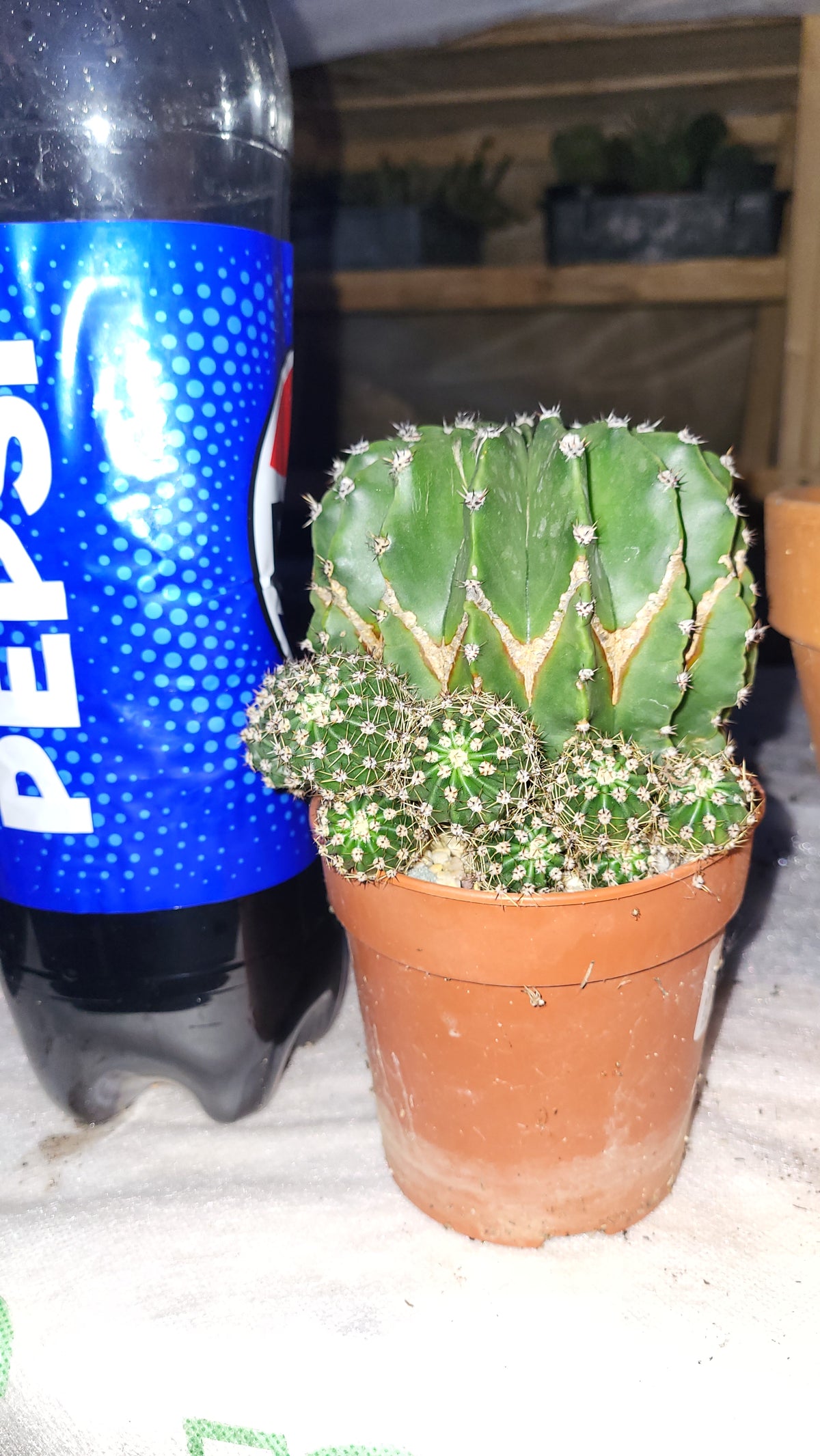 Cactusul crin alb (Echinopsis oxygona)