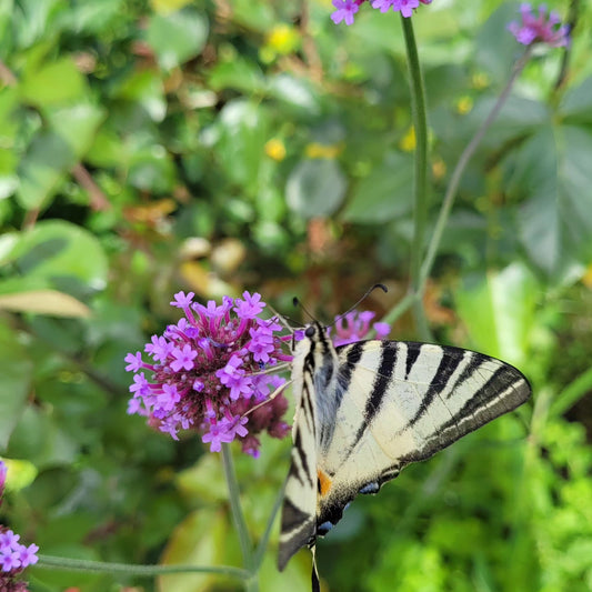 Verbina argentiniană (Verbena bonariensis)