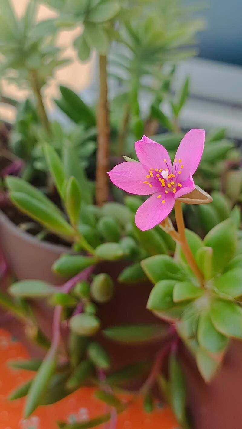 Sunrise (Anacampseros telephiastrum variegata)