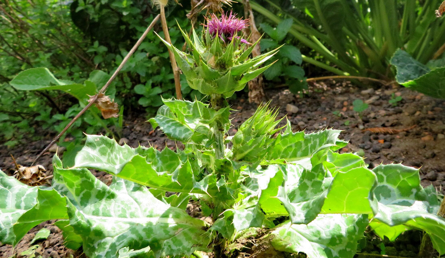 Armurariu (Silybum marianum) (DISPONIBIL din primăvara 2026)