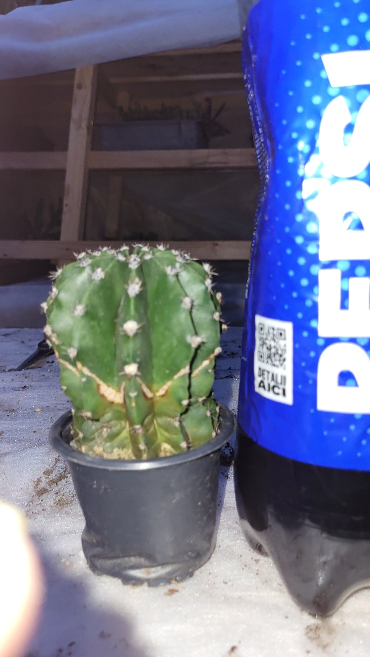 Cactusul crin alb (Echinopsis oxygona)