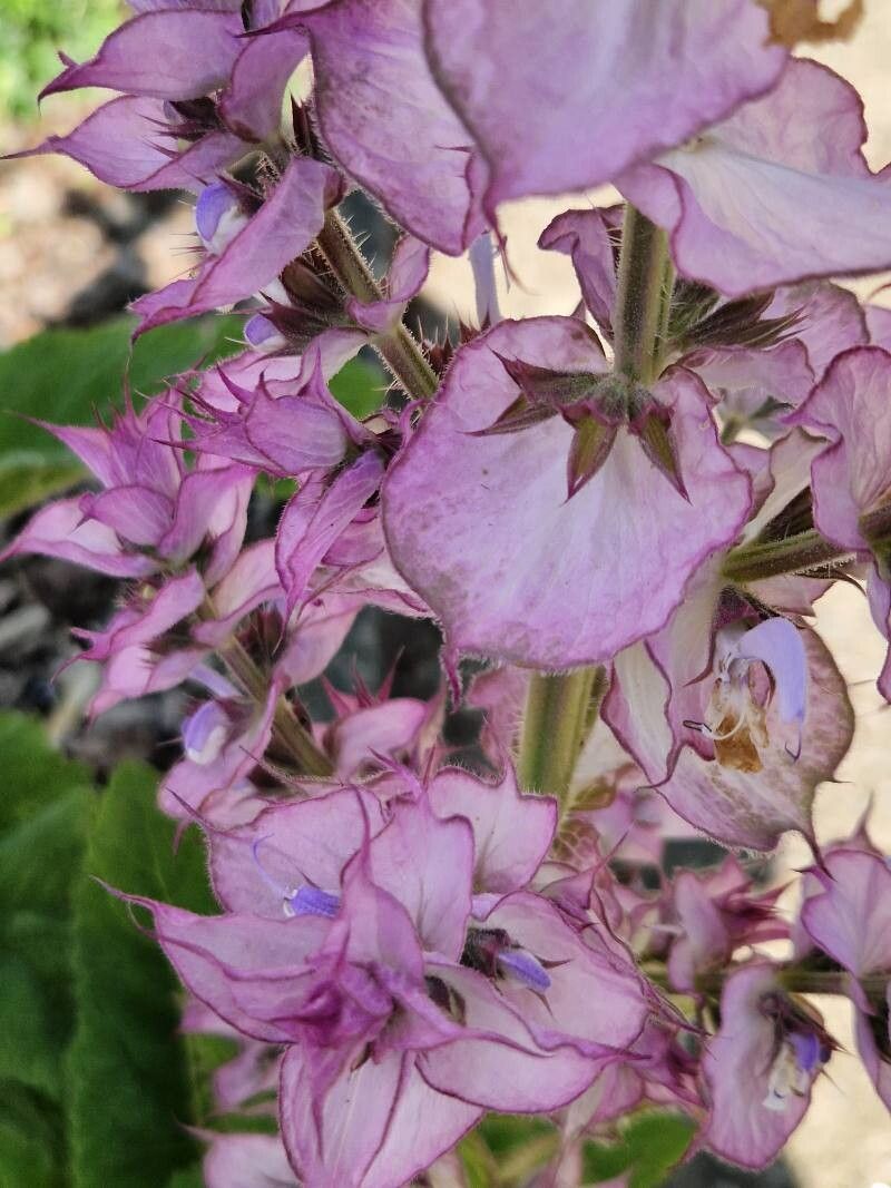 Iarba Sfântului Ioan (Salvia sclarea)