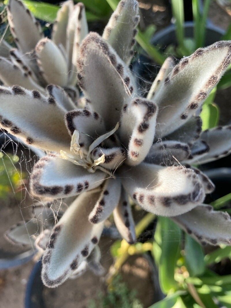 Plantă suculentă Urechi de iepure / Panda Plant ( Kalanchoe tomentosa)