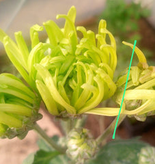 Crizamteme păianjen verzi (Chrysanthemum spp.)