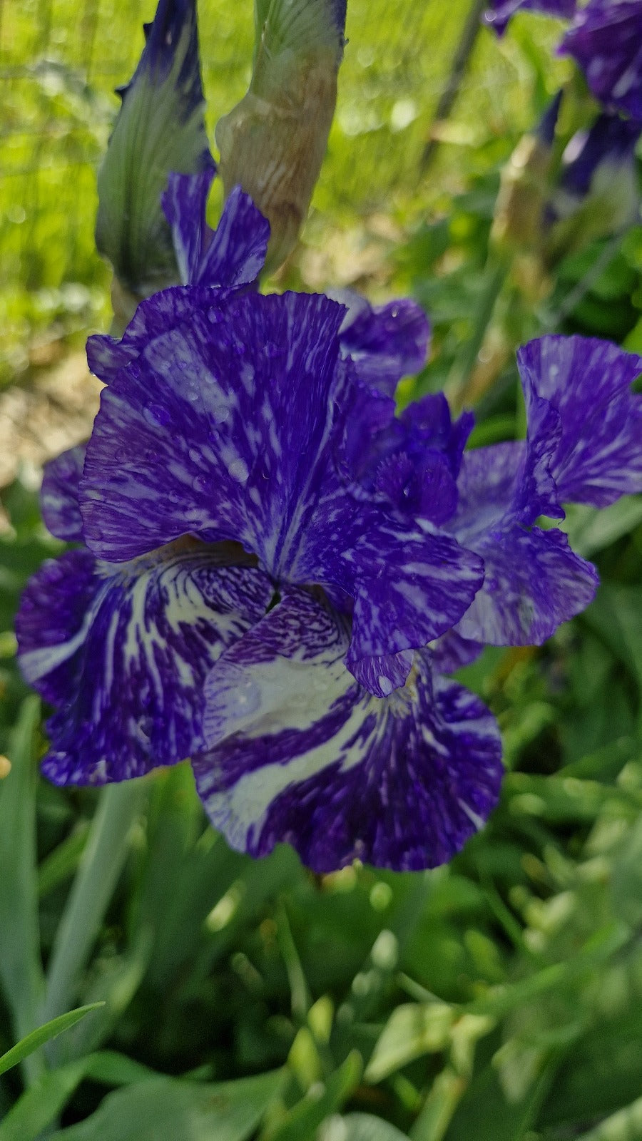 Iris Batik / Stânjenel (Iris germanica)