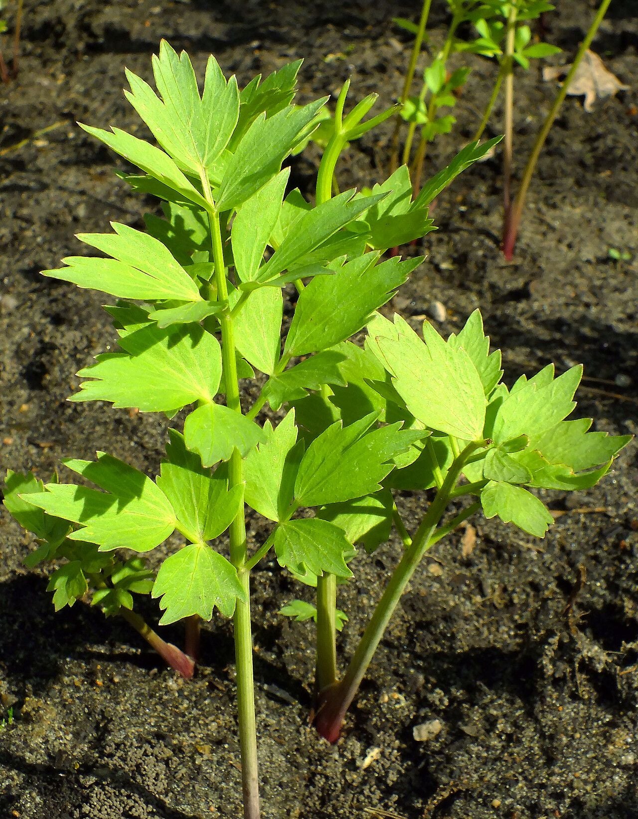 Leușteanul (Levisticum officinale)