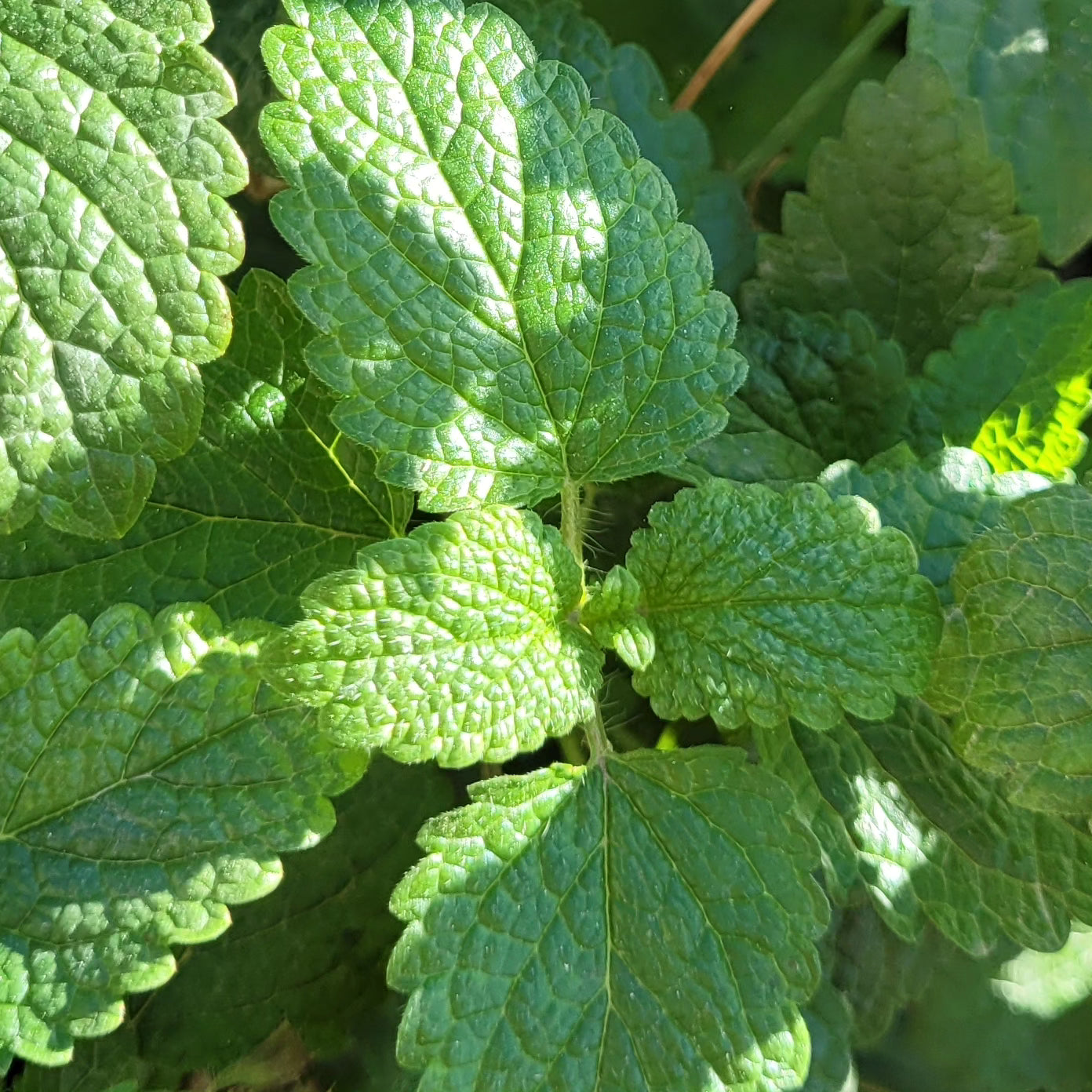 Roinița (Melissa officinalis)