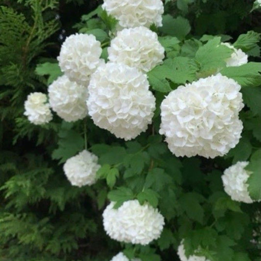 Călin / Bulgăre de zăpadă (Viburnum opulus)