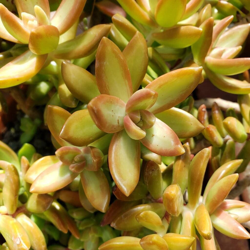 Plante suculente pentru interior (pachet de 3 plante)