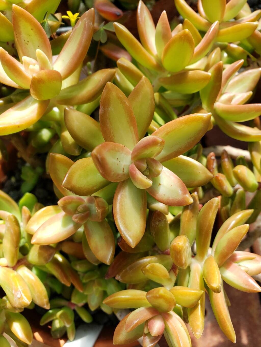 Sedum aurora (Sedum adolphi)