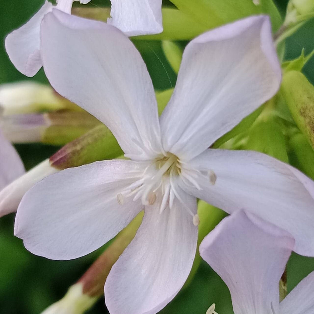 Săpunăriță (Saponaria officinalis)