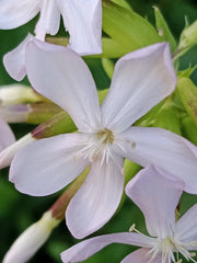 Săpunăriță (Saponaria officinalis)