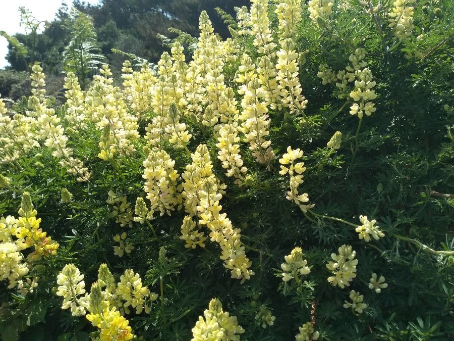 Lupin arbustiv cu flori galbene (Lupinus arborescens f. luteus) (disponibil din vara 2026)