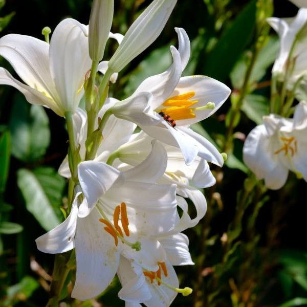 Crinul Roz Crinul alb / Crinul Sf. Anton (Lilium candidum) – Pepiniera Roșie Merișani
