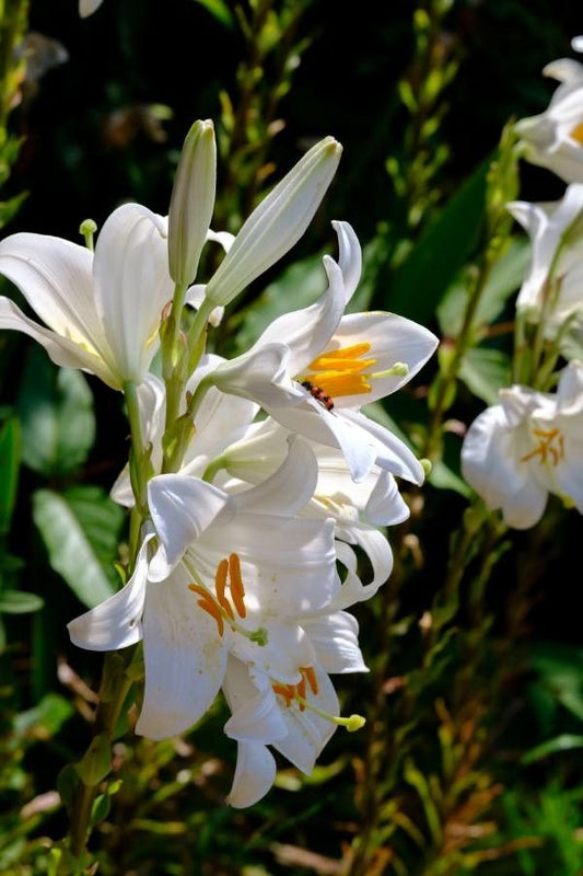 Crinul alb (Lilium candidum)