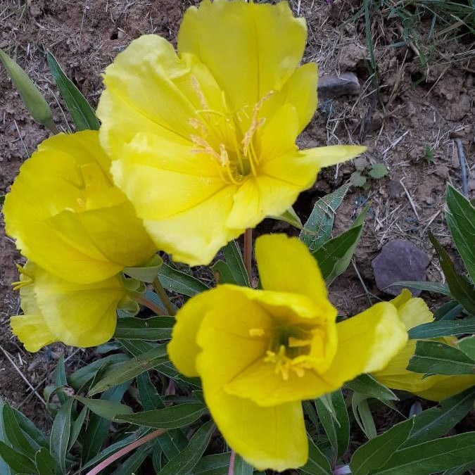 Luminiță de seară cu flori galbene (Oenothera macrocarpa)