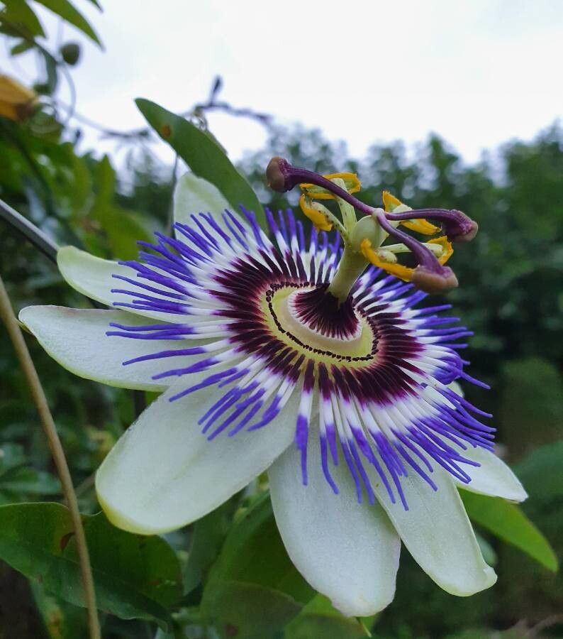Floarea Pasiunii (Passiflora caerulea)