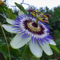 Floarea Pasiunii (Passiflora caerulea)