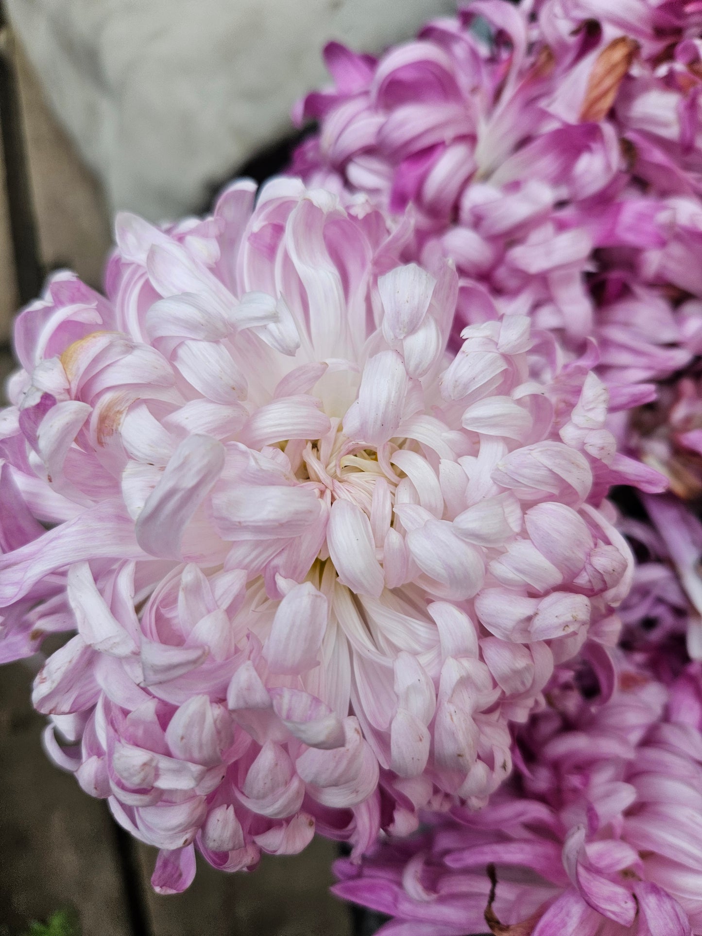 Crizamteme CREMIX PINK (Chrysanthemum spp.)