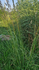 Golomăț (Dactylis glomerata)