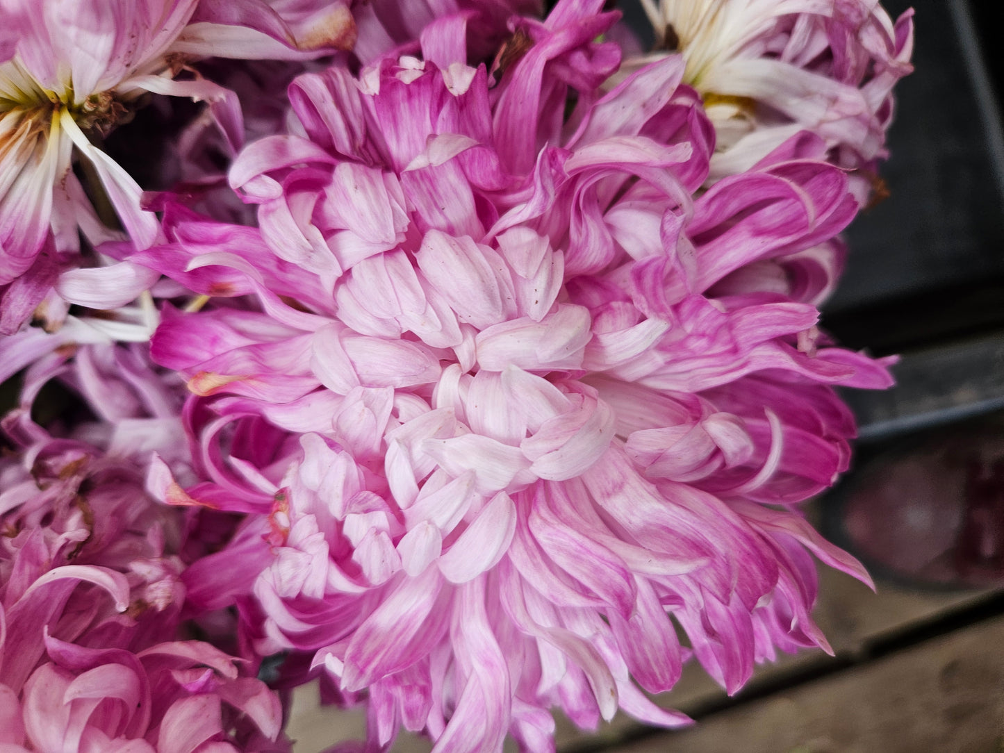 Crizamteme CREMIX PINK (Chrysanthemum spp.)