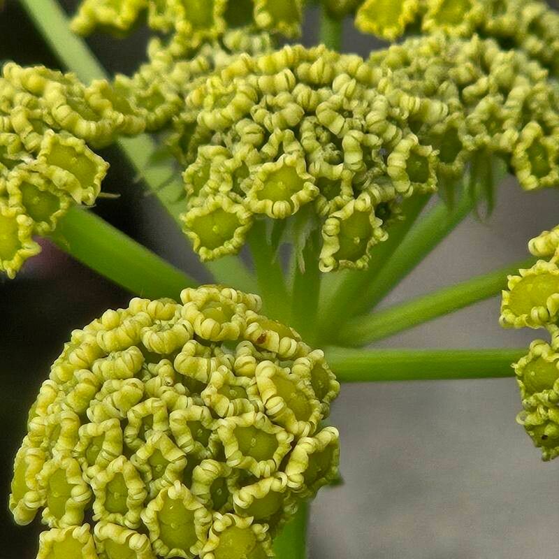 Leușteanul (Levisticum officinale)