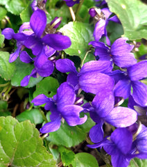 Toporaşi (Viola odorata)