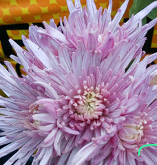 Crizamteme lățoase roz (Chrysanthemum spp.)