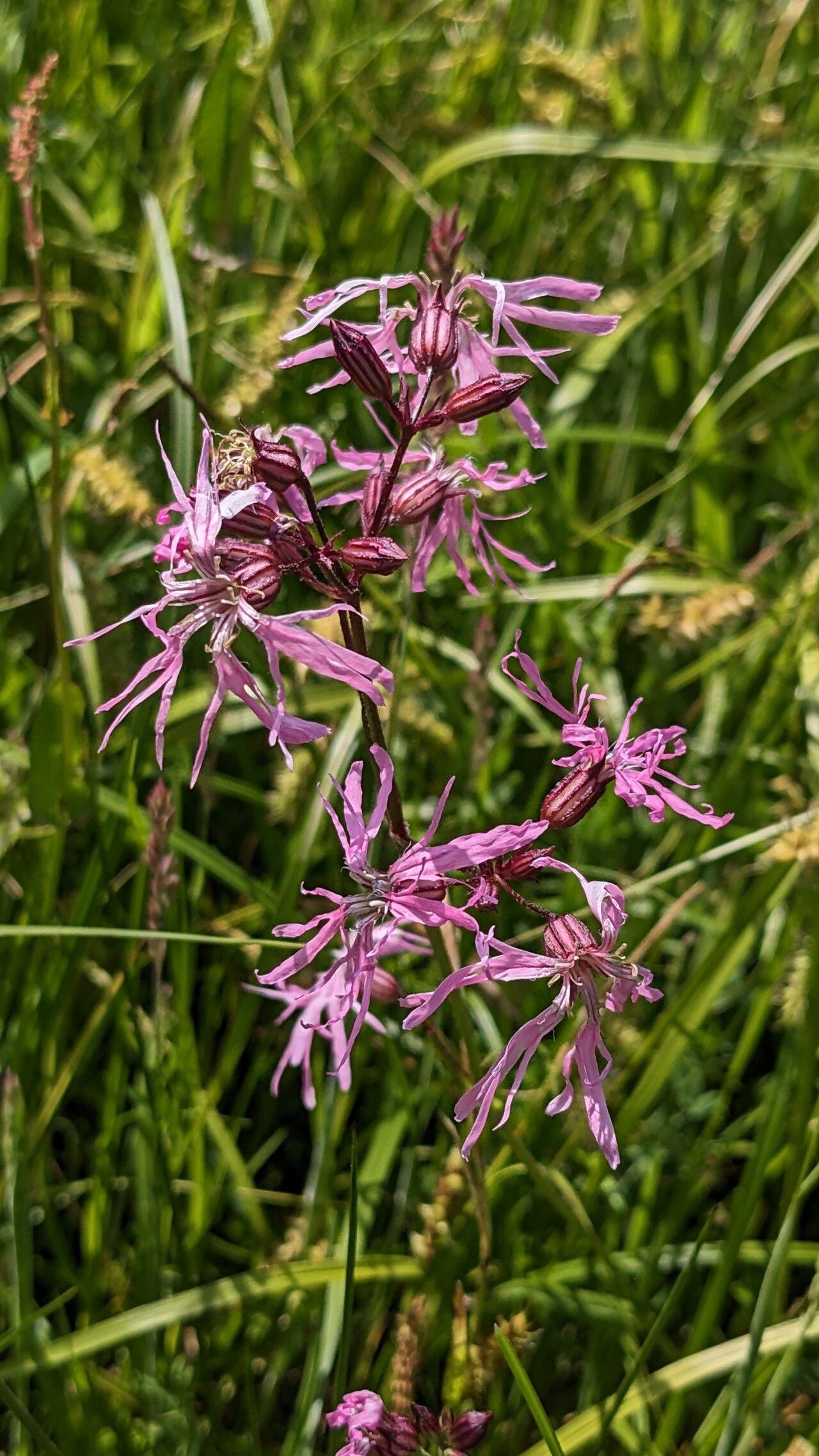 Floarea cucului / Cuculuiță (Lychnis / Silene flos-cuculi)