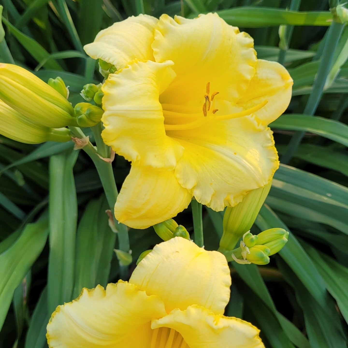 Crini de o zi Stella d'Oro (Hemerocallis)