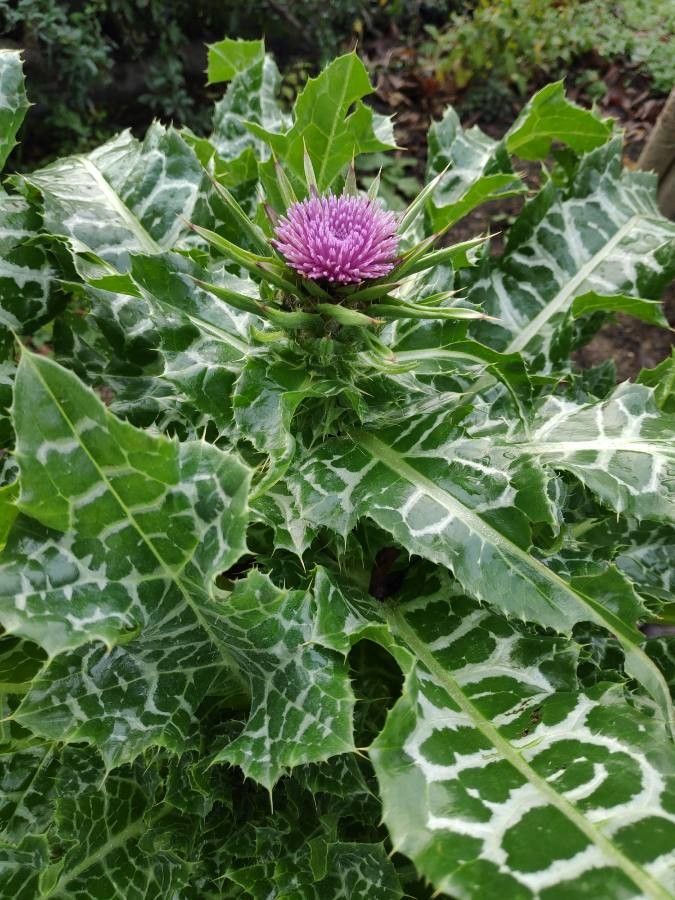 Armurariu (Silybum marianum) (disponibil din primăvara 2027) (răsad la ghiveci)