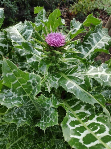 Armurariu (Silybum marianum) (DISPONIBIL din primăvara 2026)