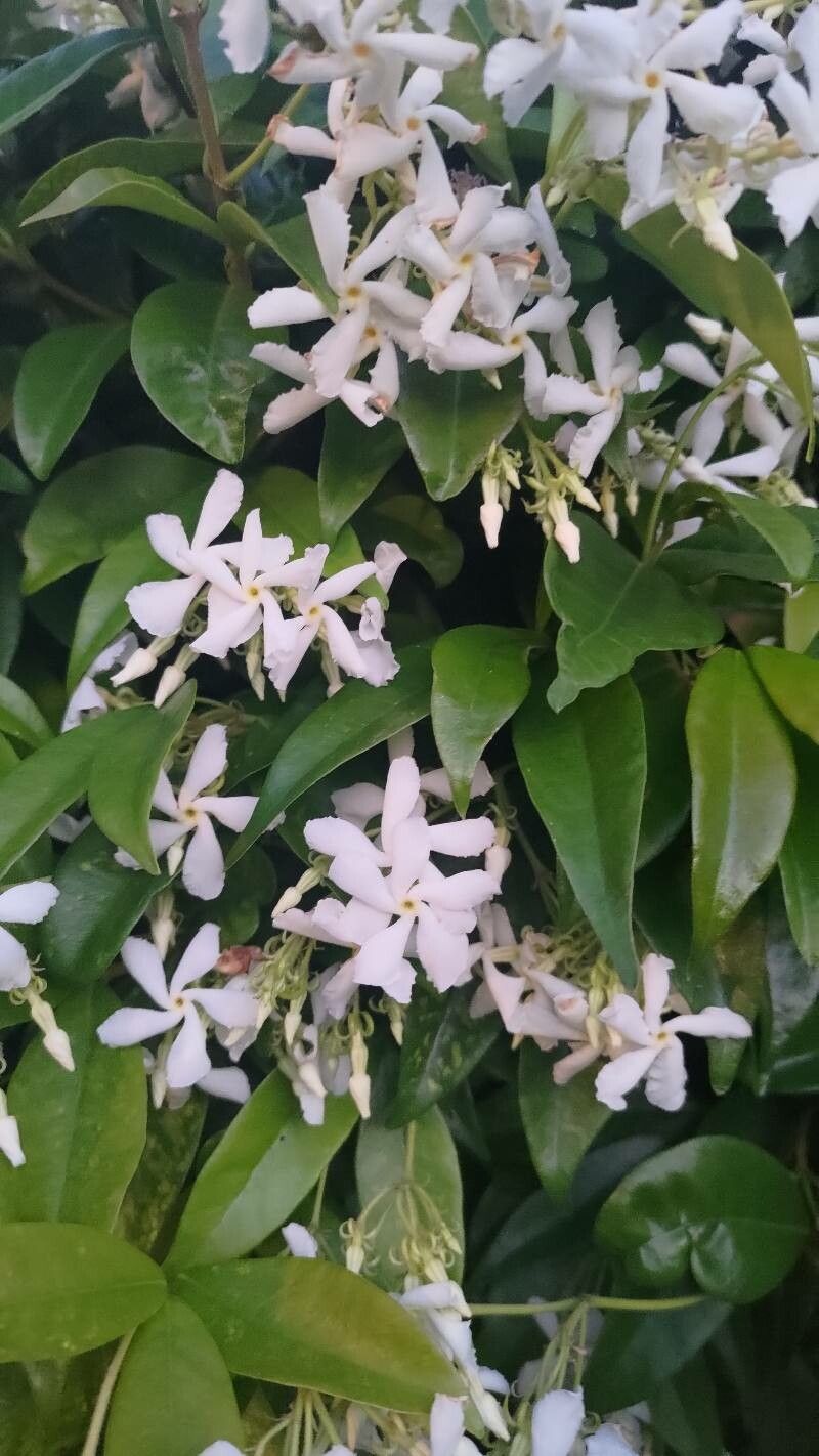 Iasomie stelată veșnic verde cu flori roz (Trachelospermum jasminoides)