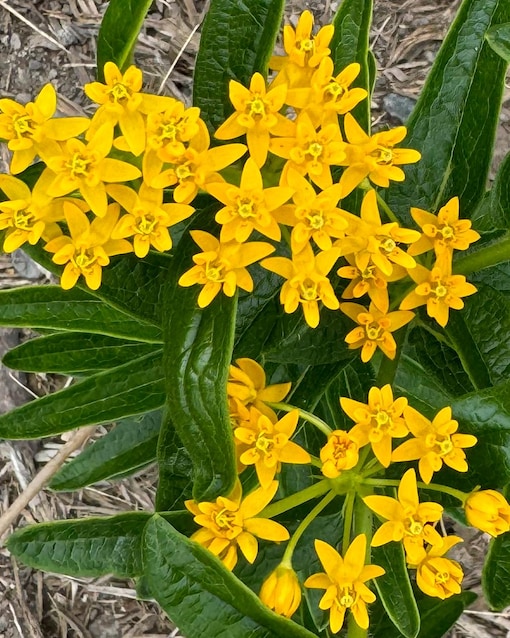 Leandrul de Muntenegru Butterfly Silky Yellow (Asclepias curassavica)