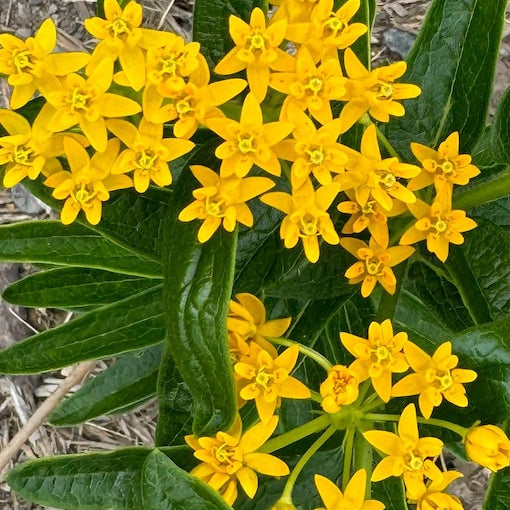 Leandrul de Muntenegru Butterfly Silky Yellow (Asclepias curassavica)