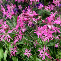 Floarea cucului / Cuculuiță (Lychnis / Silene flos-cuculi)