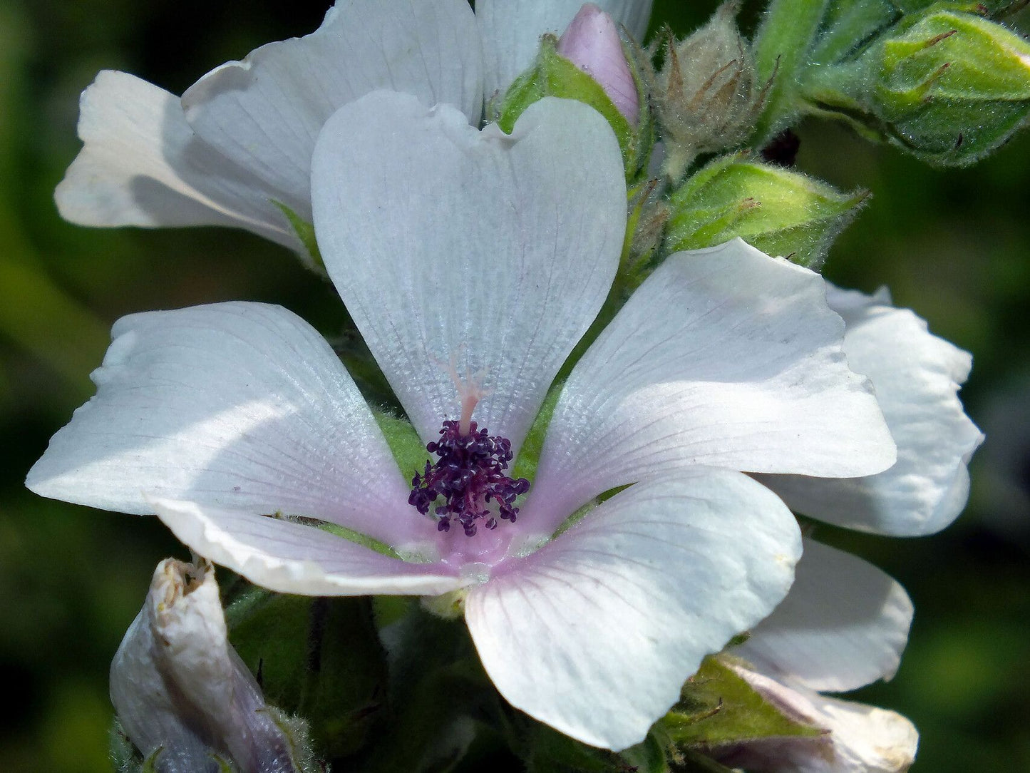 Nalbă mare (Althea officinalis)