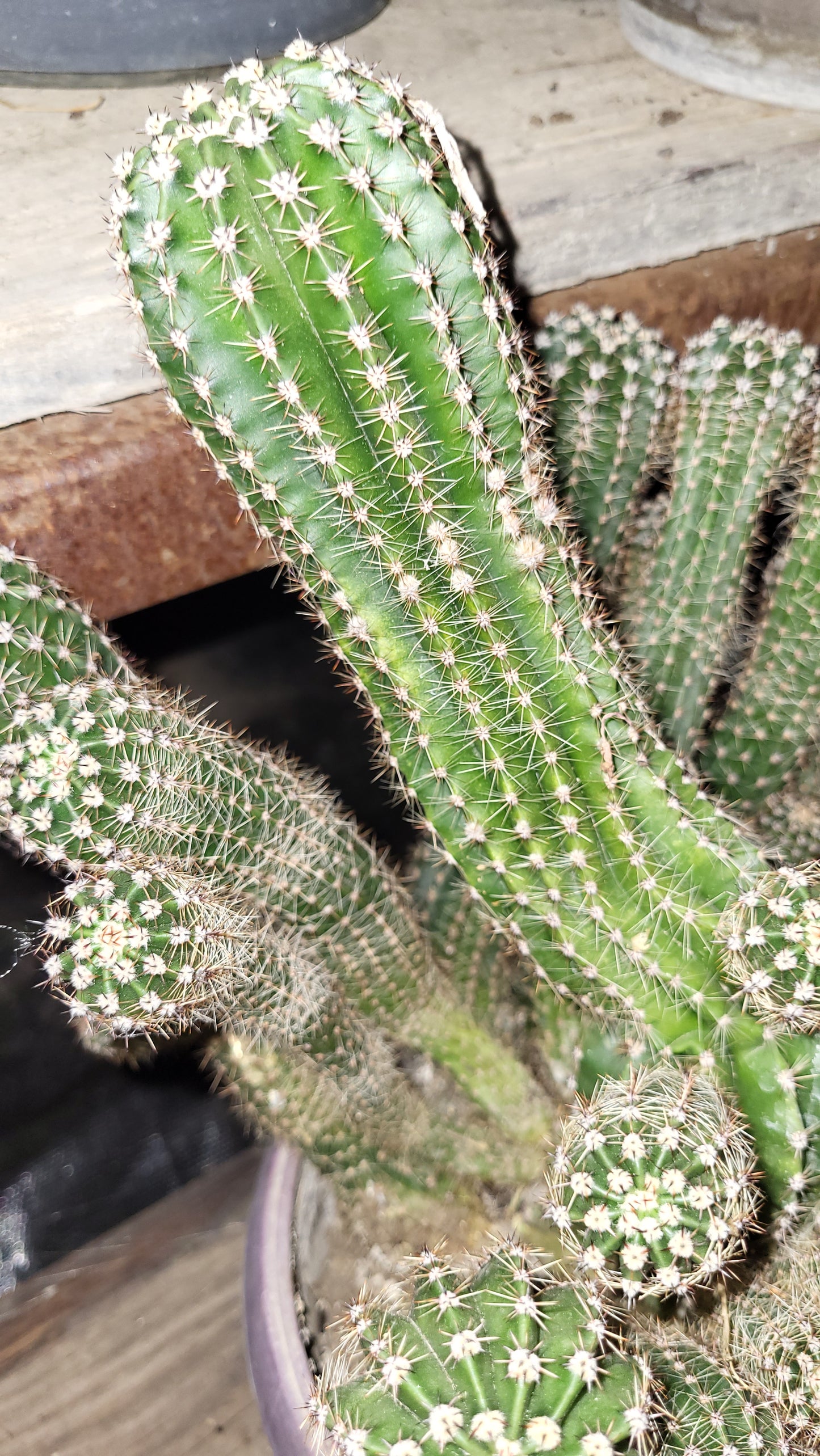 Cactusul gigant de Argentina (Soehrensia candicans)