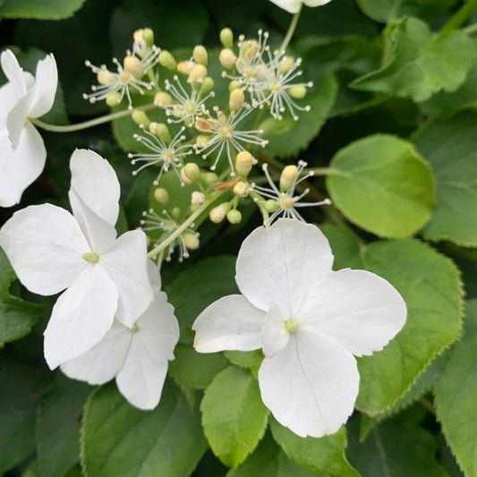 Hortensia cățărătoare (Hydrangea petiolaris)
