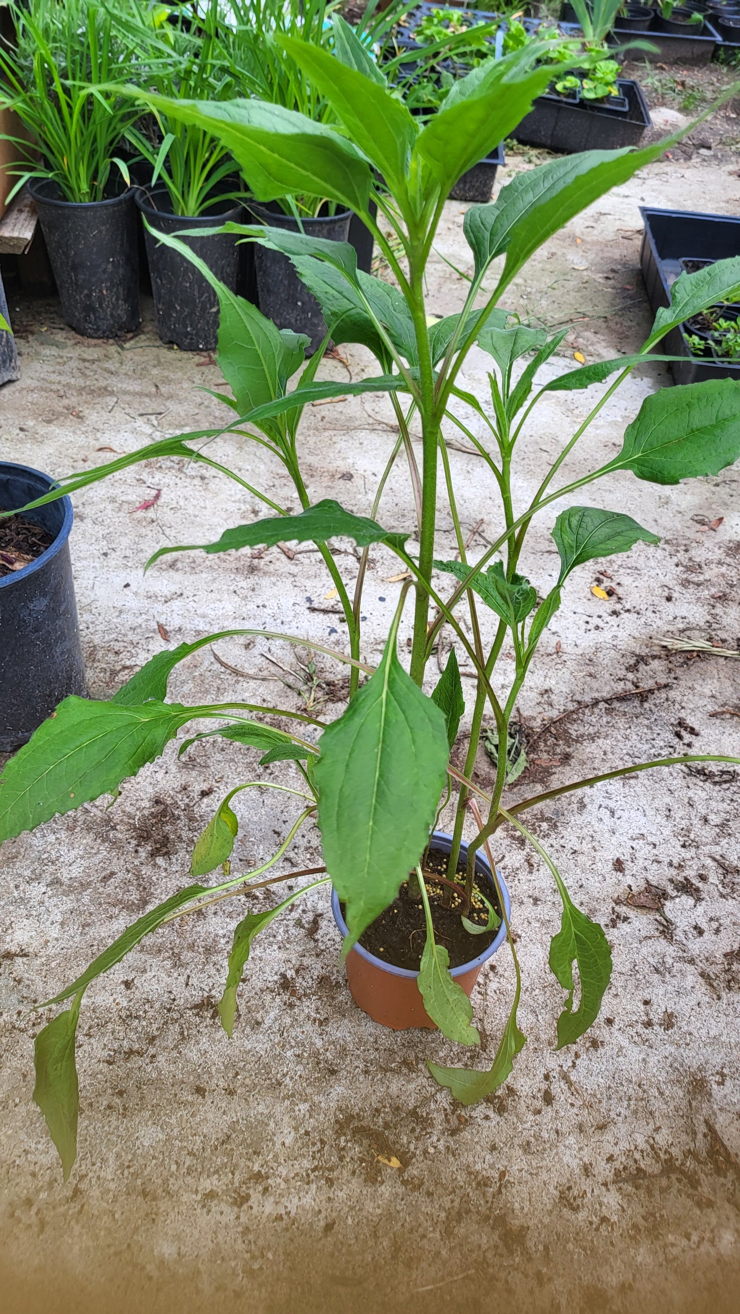Echinacea (Echinacea purpurea)