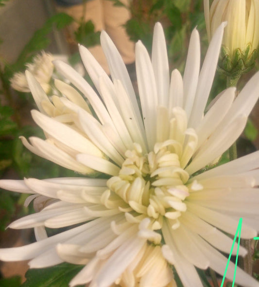 Crizamteme lățoase alb verzui (Chrysanthemum spp.)
